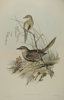 John Gould Birds of Australia